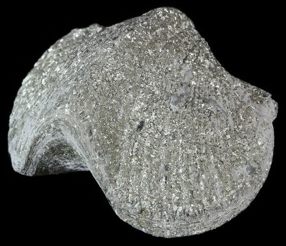 Pyrite Replaced Brachiopod (Paraspirifer) - Ohio #52702